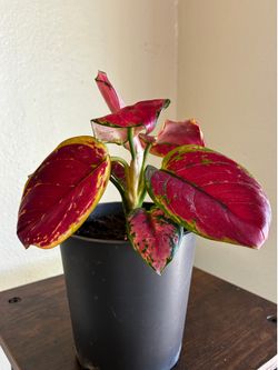Aglaonema