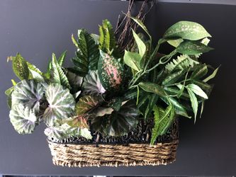 House plant