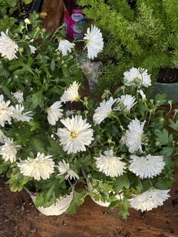 Plants Deals Plants Deals Plants Deals 