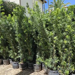 Podocarpus About 6 Feet  Tall Full Green  Fertilized  Ready For Planting Instant Privacy Hedge  Same Day Transportation 