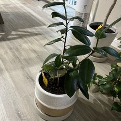 House Plant