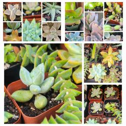 $2 pLaNt SALE 🌿 (Plants Cactus Succulent)