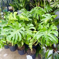 Plants (10”pot🌿Monstera Deliciosa $10 each)