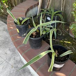 Small Potted Americana