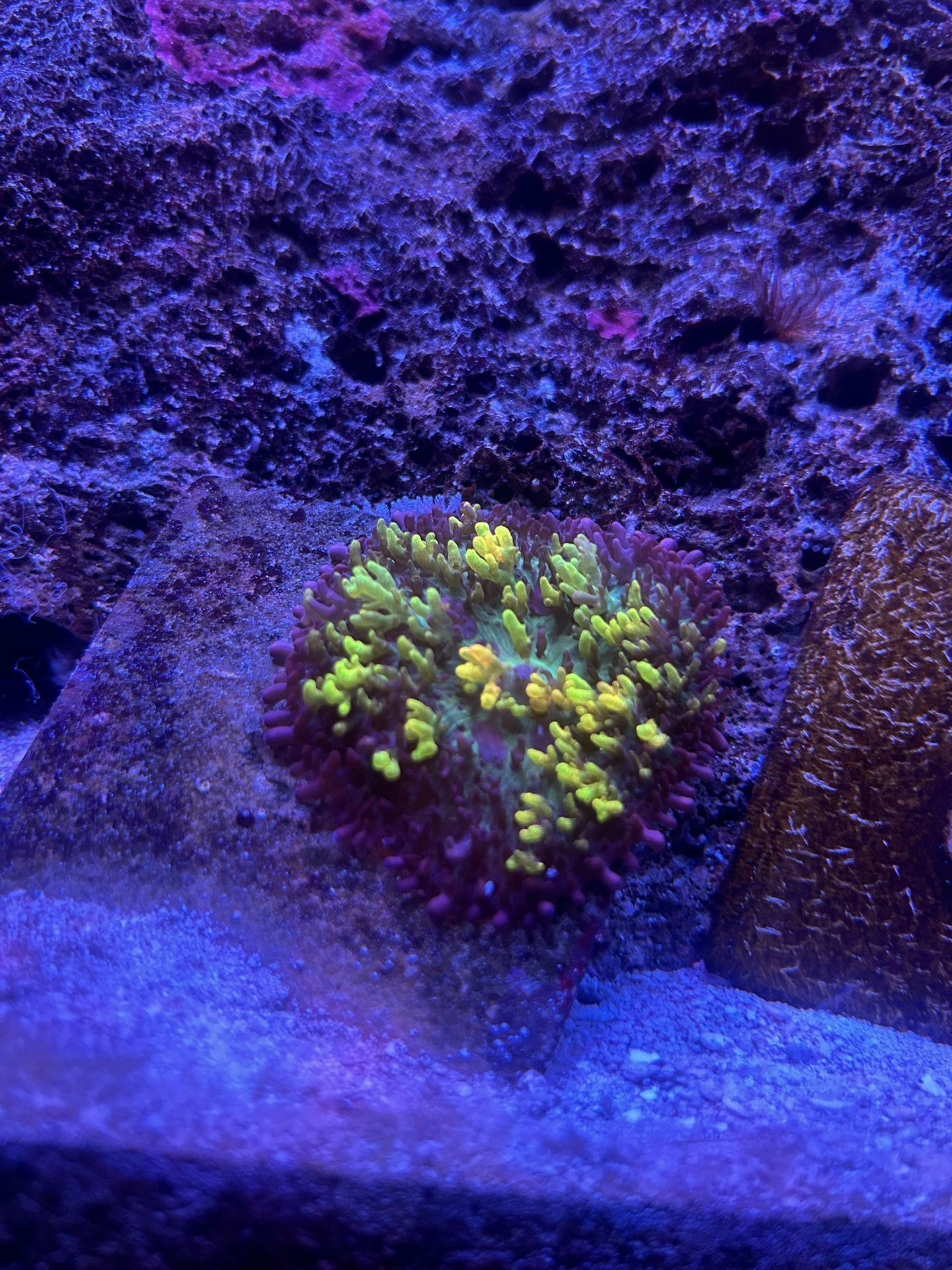 Fake Magic Carpet Mushroom Picture