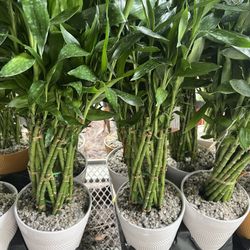 Lucky Bamboo In Ceramic Pot. SPECIAL PRICE 🤩