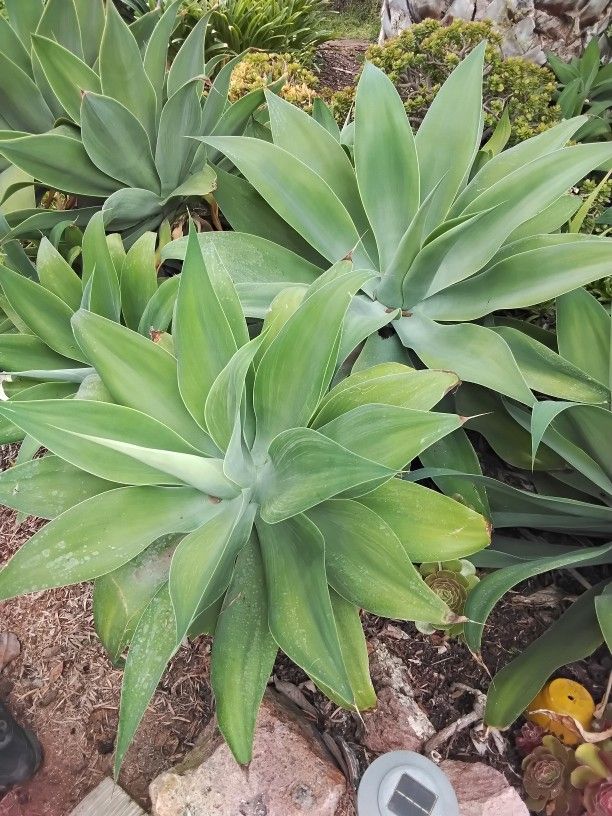 Foxtail Agave Cuttings.  Various Sizes 