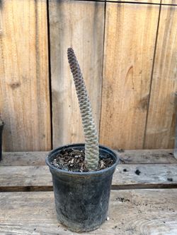 Pinecone Cactus