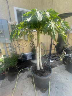 Papaya tree