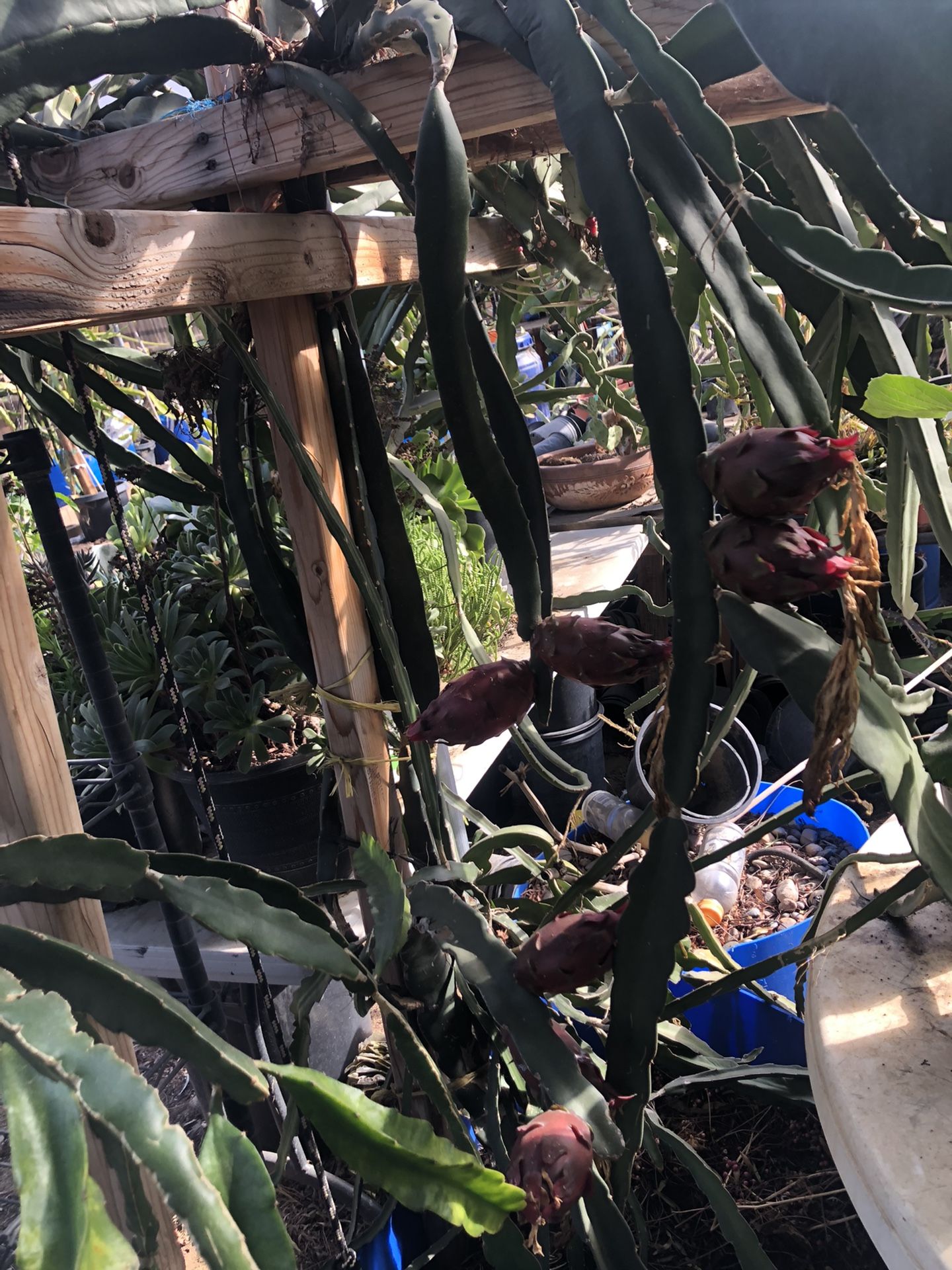 Dragon Fruit Plants