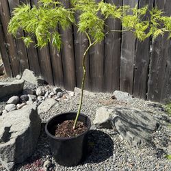 Japanese Maple Virdis