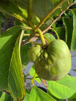 Chirimoya feuit tree