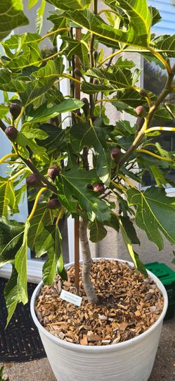 🌿 Violette de Bordeaux Fig Trees 🌿