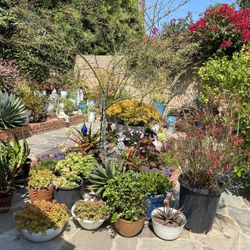 Succulents Plants -$10-$30.