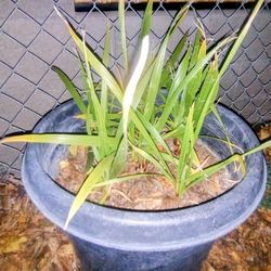 Queen Anne Palm Trees