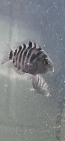 Aquarium Hobby Setup