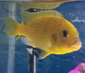 Fish tank