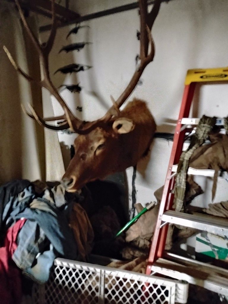 6 Point Bull Elk From silvies