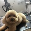 Rafael