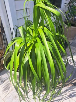 ponytail palm