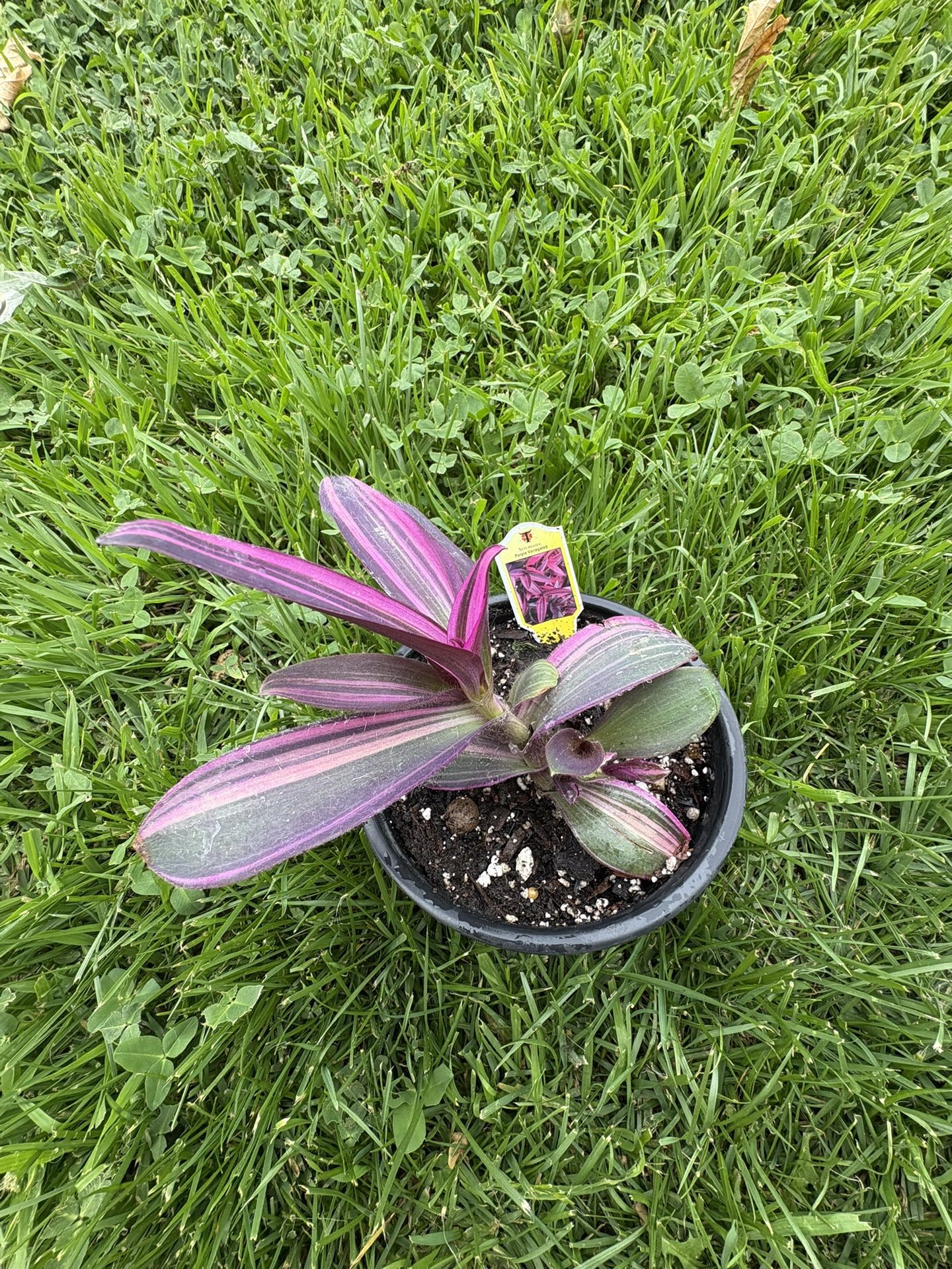 Tradescantia variegada de corazón púrpura, Tradescantia pallida variegata, Tradescantia variegata de corazón púrpura ‘Rayas rosadas’