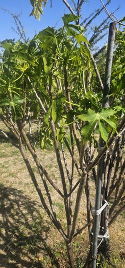 Planta Chaya