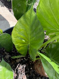 Baby Elephant Ears
