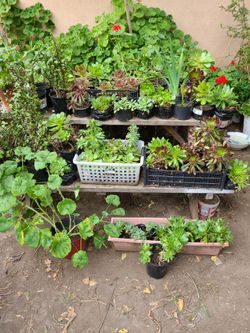 $1 & $3 succulent plants lake Elsinore