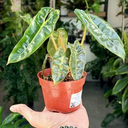 4” Philodendron Billietiae $17.99 💚🧡💚