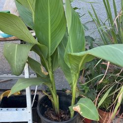 Canna Lily Plant Flores Rojas