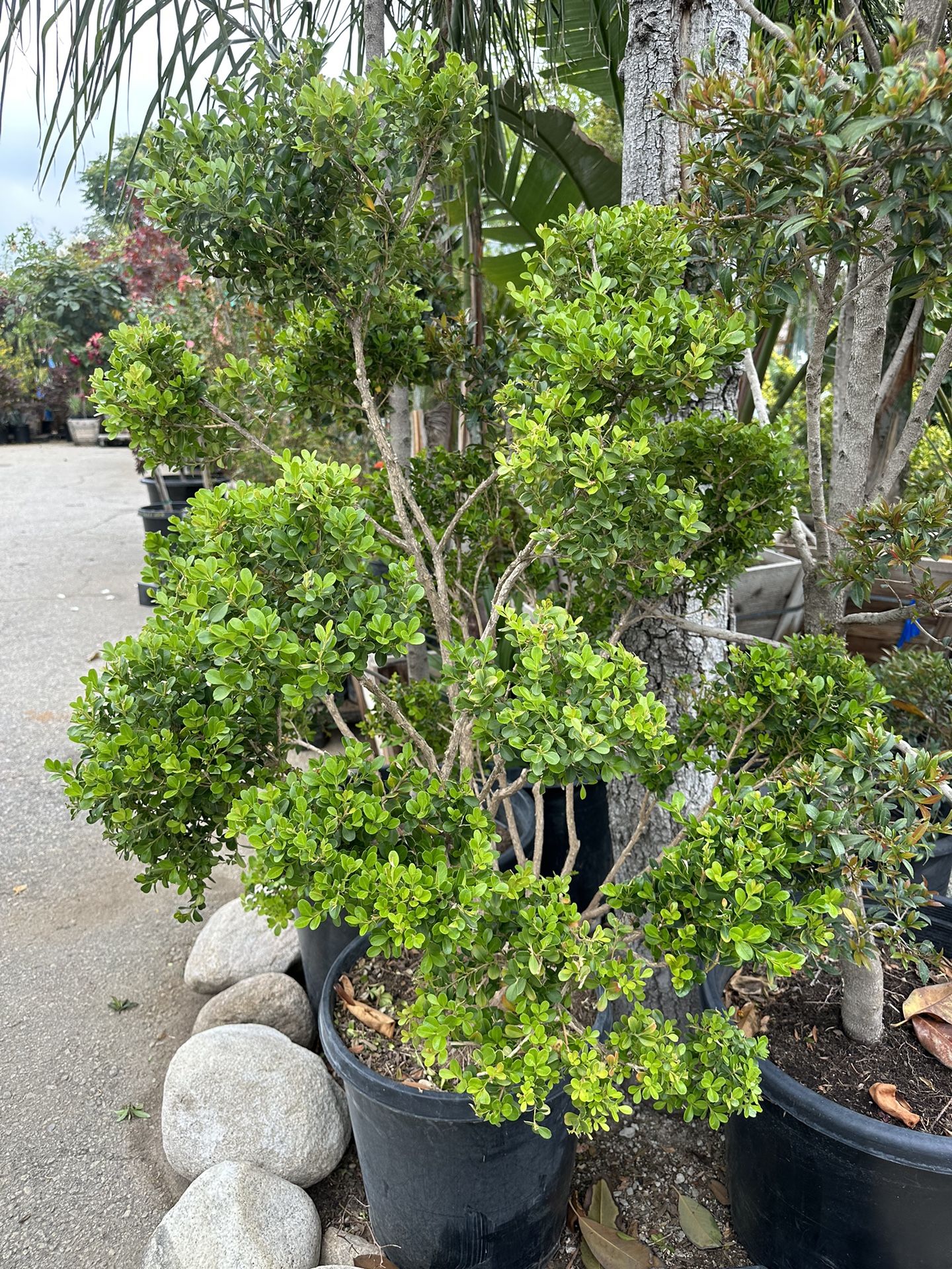 Japanese boxwood topiary bonsai