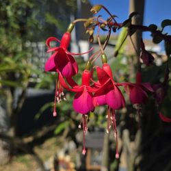 Plante De Flor De Aretitos De Campana