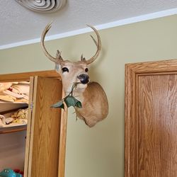Deer Head