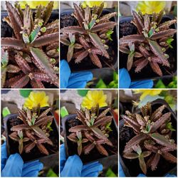 Mother of Thousands succulents. Kalachoe Milloti succulents. $3