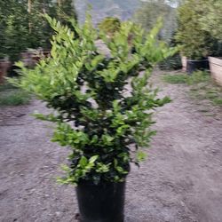 Ligastras  En Bush( Texas Prevent)