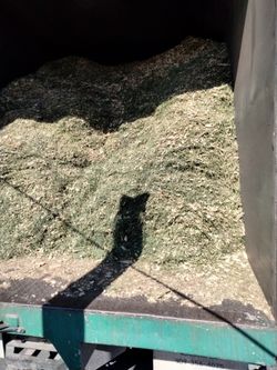 Free Mulch