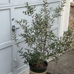 Fruit Bearing Olea europaea Olive Tree