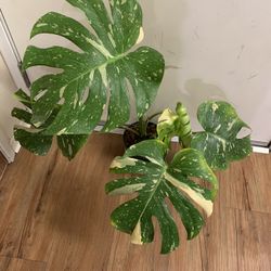 Monstera Thai Constellation 