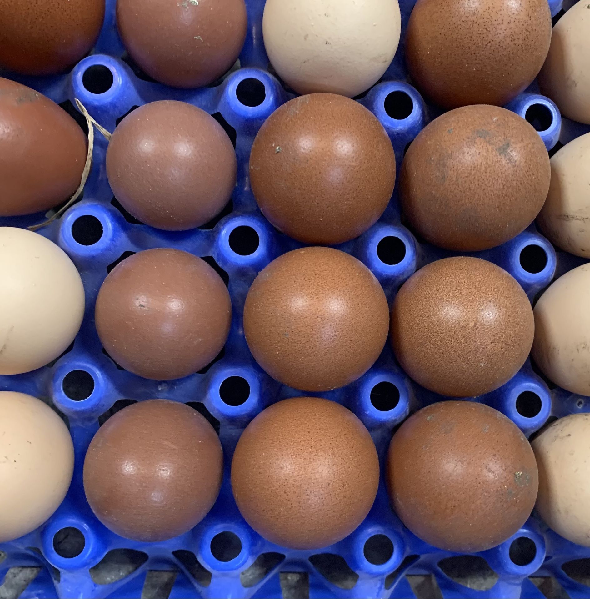 Fresh Eggs