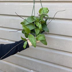 6” hoya rigida 