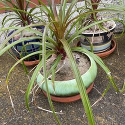 Elephant Foot Palm In Light Green Ceramic Pot