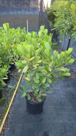 fast  sale abiu 4 feet tall  only  $22