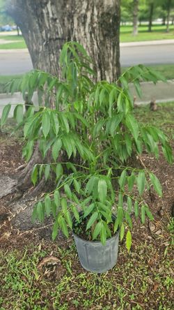 Healthy June Plum Tree**
💲 **Only $49.00**