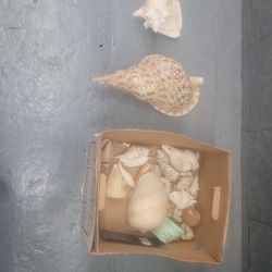 Seashells And other code items 