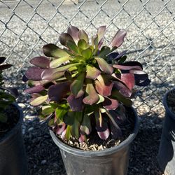 Succulents