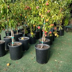 Duraznos Con Fruta 