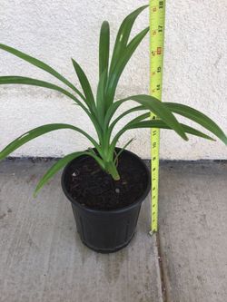Pandan plants (food)