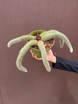 monkey tail cactus 6” pot