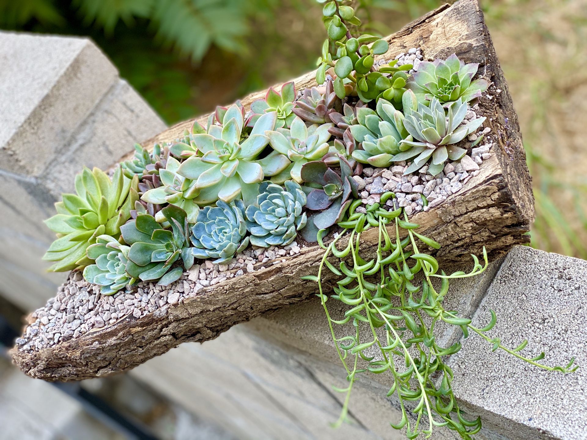 Wood Succulents Arrangement 💚🌱