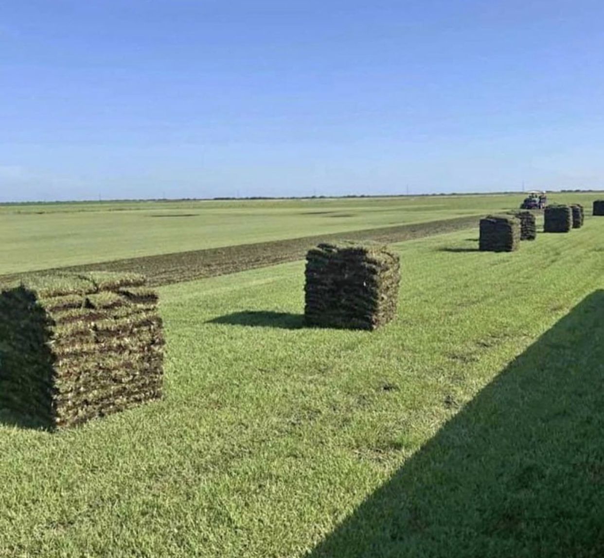 Sod, Fresh sod cut daily 